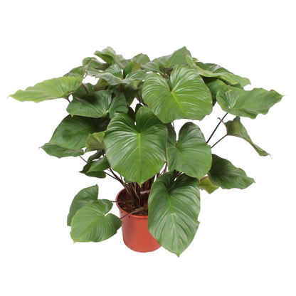 Kamerplant - Homalomena Rubescens 'Maggy' - Pot Ø 24cm Hoogte ↕ 100cm