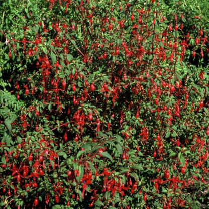 Buitenplant 6x Fuchsia - Bloeiend - Stekpluggen