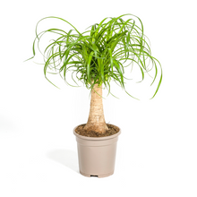 Kamerplant - Beaucarnea Recurvata - Pot Ø 17cm Hoogte ↕ 40-60cm
