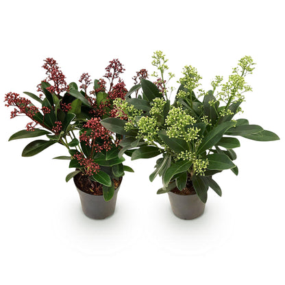 Buitenplant 2x Skimmia japonica Duo - Bloeiend Wit & Rood - Winterhard - Pot Ø 10,5cm Hoogte ↕ 25cm