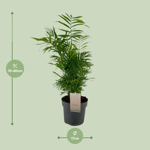Kamerplant - Chamaedorea Elegans - Pot Ø 17cm Hoogte ↕ 50cm