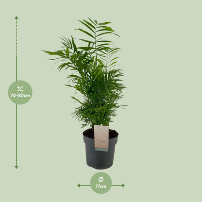 Kamerplant - Chamaedorea Elegans - Pot Ø 17cm Hoogte ↕ 50cm