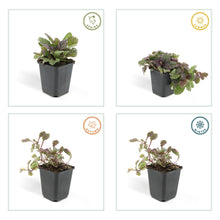 Buitenplant 48x Ajuga reptans 'Burgundy Glow' - Vaste plant - Pot Ø 9cm Hoogte ↕ 10-25cm