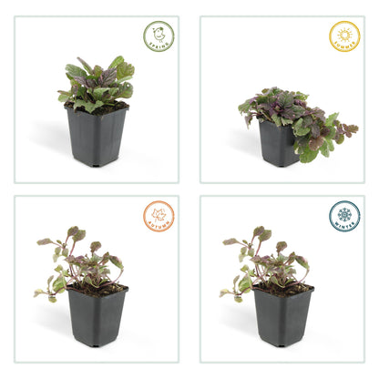 Buitenplant 48x Ajuga reptans 'Burgundy Glow' - Vaste plant - Pot Ø 9cm Hoogte ↕ 10-25cm