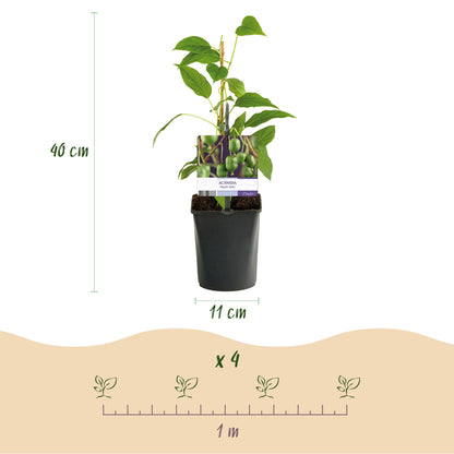 Buitenplant 2x Actinidia arguta 'Issai' - Fruitplant - Pot Ø 11cm Hoogte ↕ 40cm