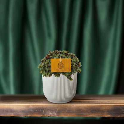 Kamerplant - Callisia Turtle - Hangplant - Pot Ø 10,5cm Hoogte ↕ 15cm