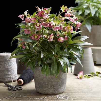 Buitenplant - Helleborus Dacaya - Bloeiend - Pot Ø 19cm Hoogte ↕ 50cm