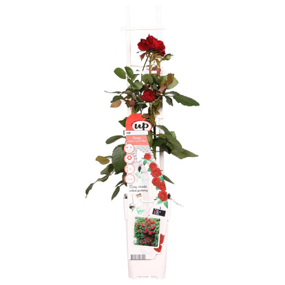 Buitenplant - Rosa Crazy in Love 'Red' - Rode Roos - Bloeiend - Pot Ø 15cm Hoogte ↕ 65cm