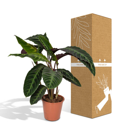 Kamerplant - Calathea Warscewiczii (Pauwenplant) - Pot Ø 19cm Hoogte ↕ 70cm