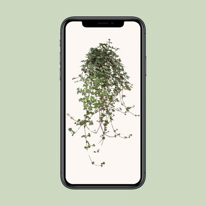 Kamerplant - Pilea Glaucophylla - Pot Ø 11cm Hoogte ↕ 20cm