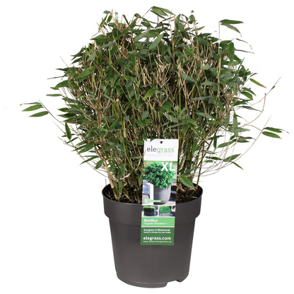Buitenplant - Fargesia 'Moontears'® - Niet-woekerende bamboe - Pot Ø 29cm Hoogte ↕ 70cm