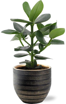 Kamerplant - Clusia Rosea Princess - Pot Ø 12cm Hoogte ↕ 15cm