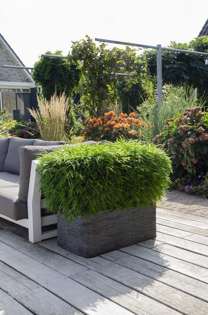 Buitenplant - Fargesia 'Moontears'® - Niet-woekerende bamboe - Pot Ø 29cm Hoogte ↕ 70cm