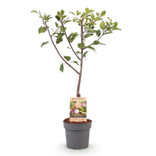 Buitenplant - Pruimenboom Prunus domestica Opal - Geel-rode vrucht - Pot Ø 21cm Hoogte ↕ 90cm