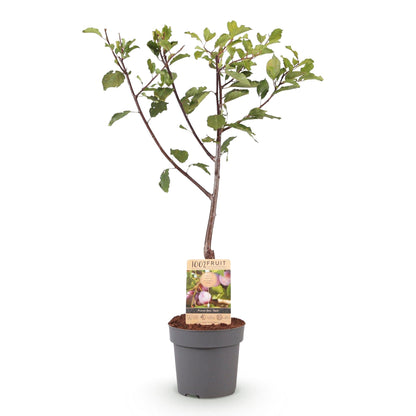 Buitenplant - Pruimenboom Prunus domestica Opal - Geel-rode vrucht - Pot Ø 21cm Hoogte ↕ 90cm