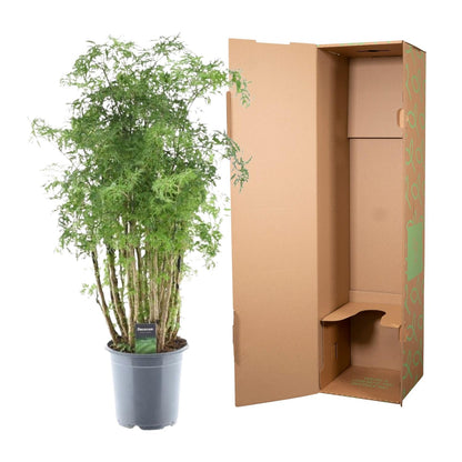 Kamerplant - Polyscias Hawaiiana Ming - Pot Ø 24cm Hoogte ↕ 90cm
