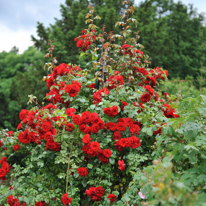 Buitenplant 2x Rosa Red Queen - Bloeiende klimroos - Pot Ø 11cm Hoogte ↕ 40cm
