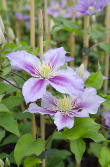 Buitenplant 4x Clematis Piilu - Bloeiend - Pot Ø 15cm Hoogte ↕ 65cm