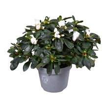 Buitenplant - Azalea Witte Vogel - Bloeiend - Pot Ø 13cm Hoogte ↕ 27cm