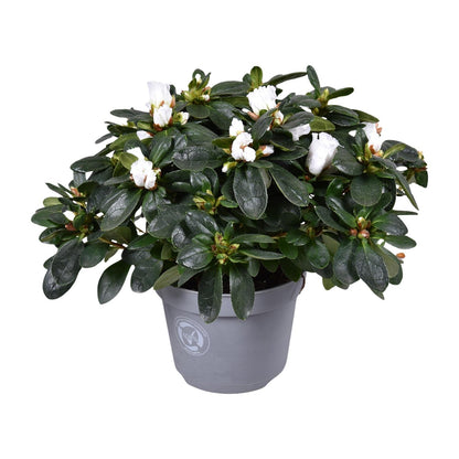 Buitenplant - Azalea Witte Vogel - Bloeiend - Pot Ø 13cm Hoogte ↕ 27cm