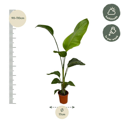 Kamerplant 2x Strelitzia Nicolai - Pot Ø 17cm Hoogte ↕ 100cm