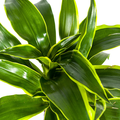 Kamerplant - Dracaena Deremensis Dorado - Pot Ø 19cm Hoogte ↕ 70-90cm