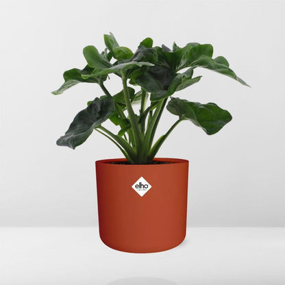 Kamerplant - Philodendron Atom - Pot Ø 14cm