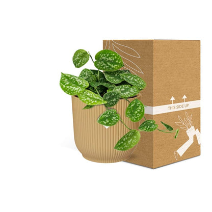 Kamerplant - Scindapsus Pictus 'Argyraeus' - Pot Ø 14cm