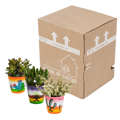 Kamerplant 3x Crassula mix - Inclusief Mexicaanse sierpot - Pot Ø 8.5cm