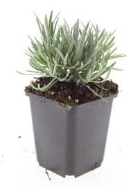 Buitenplant 24x Lavandula int. 'Edelweiss' - Bloeiend - Pot Ø 9cm Hoogte ↕ 10-25cm
