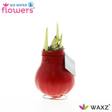 Kamerplant - Waxz® Red - Hoogte ↕ 15cm