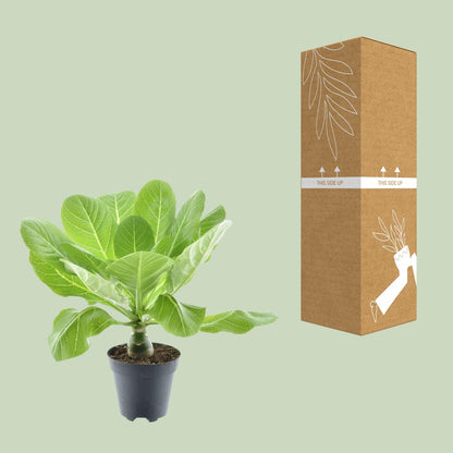 Kamerplant - Brighamia Insignis 'Hawaii Palm' - Pot Ø 12cm Hoogte ↕ 37cm