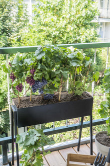 Buitenplant 3x Vitis Pixie 'Riesling' - Pot Ø 14cm Hoogte ↕ 30cm