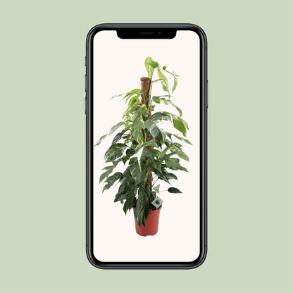 Kamerplant - Epipremnum Pinnatum Albo Variegata - XL - Pot Ø 24cm Hoogte ↕ 125cm