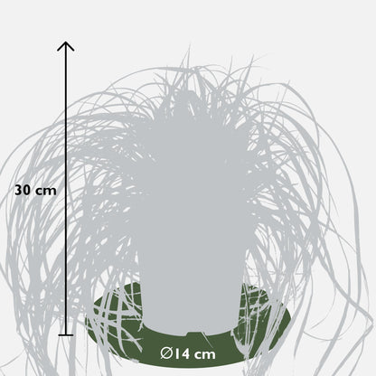 Buitenplant 5x Carex mix - Pot Ø 14cm Hoogte ↕ 30cm