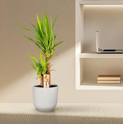 Kamerplant - Yucca - Pot Ø 17cm Hoogte ↕ 90cm