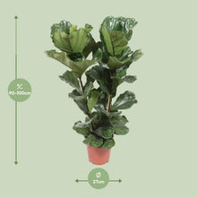 Kamerplant - Ficus Lyrata - Pot Ø 27cm Hoogte ↕ 100cm