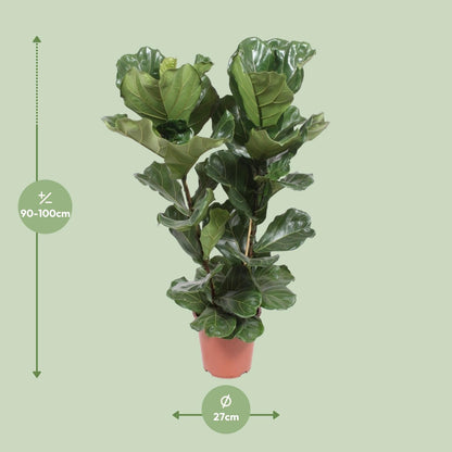 Kamerplant - Ficus Lyrata - Pot Ø 27cm Hoogte ↕ 100cm