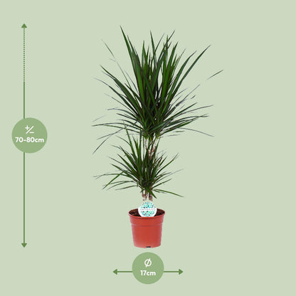 Kamerplant - Dracaena Marginata - Pot Ø 17cm Hoogte ↕ 75cm