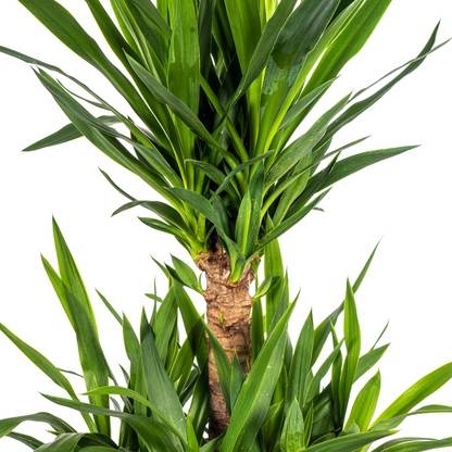 Yucca Elephantipes Ø30cm - ↕90 - 110cm