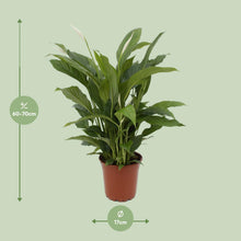 Kamerplant - Spathiphyllum Torelli - Pot Ø 17cm Hoogte ↕ 65cm