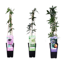 Buitenplant 3x Passiflora mix - Klimplant, Bloeiend - Pot Ø 15cm Hoogte ↕ 65cm