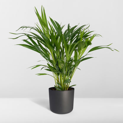Kamerplant - Dypsis Lutescens (Areca Palm) - Hoogte ↕ 12-230cm