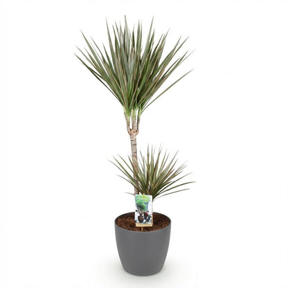 Kamerplant - Dracaena Marginata Bicolor - Pot Ø 21cm Hoogte ↕ 90-100cm