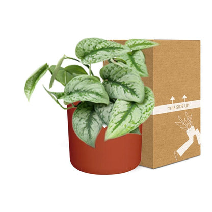 Kamerplant - Scindapsus Pictus 'Trebie' - Incl. sierpot - Pot Ø 14cm