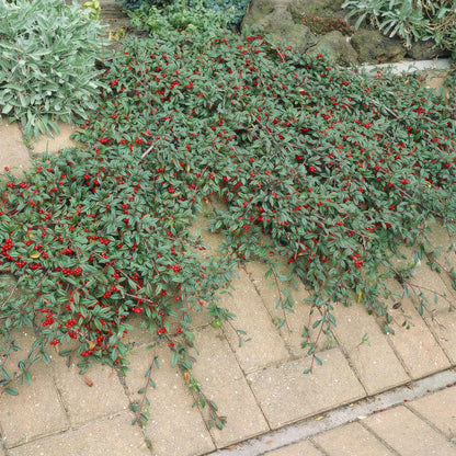 Buitenplant 12x Cotoneaster dam. 'Major' - Winterhard - Pot Ø 9cm Hoogte ↕ 25cm
