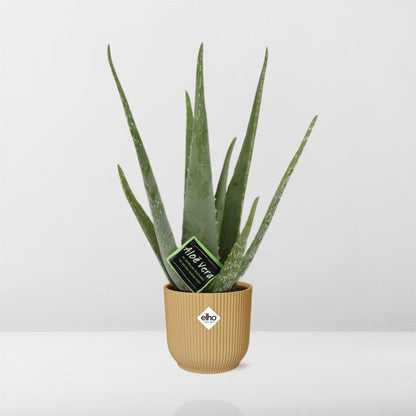 Kamerplant - Aloe Vera - Pot Ø 14cm