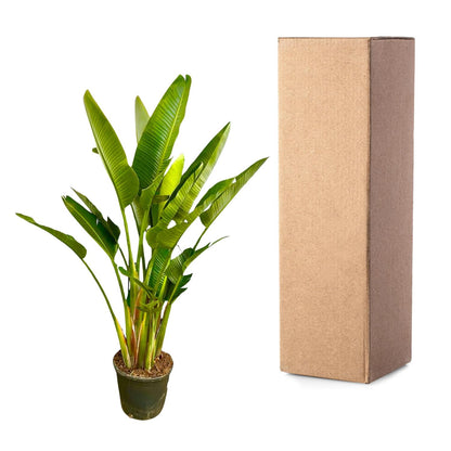 XL kamerplant - Strelitzia Augusta multi stam - Pot Ø 32cm Hoogte ↕ 225cm