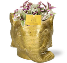 Kamerplant - Tradescantia Sweetness - Pot Ø 10,5cm Hoogte ↕ 10cm