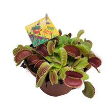 Kamerplant - Dionaea Muscipula - Pot Ø 12cm Hoogte ↕ 12cm
